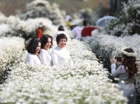 Image: Daisy season lightens up Hà Nội's winter