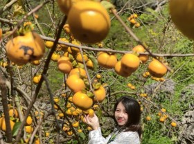 Image: December check-in with Moc Chau fruits