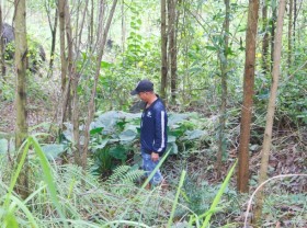 Image: Go to the forest to find the termite mushroom