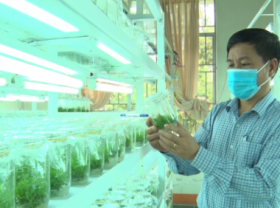 Image: Biotechnology in research and production of forest crop