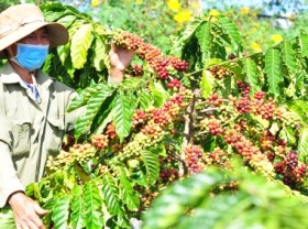 Image: Coffee farmers in urgent need of VnSAT support