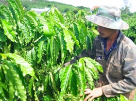 Image: Coffee replanting, the effectiveness of the VnSAT credit fund