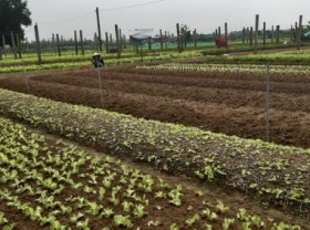 Image: Developing a green and sustainable agriculture