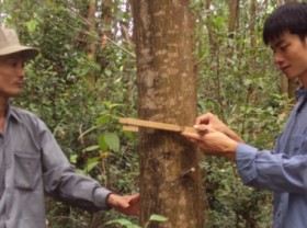 Image: Export wood processing: the problem of raw materials