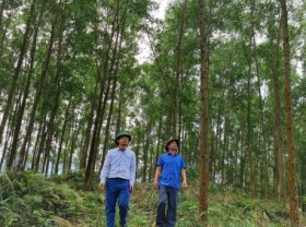 Image: Large timber forest - an ideal orientation for Tuyen Quang forestry