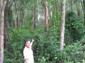 Image: Large wooden trunk forests in Binh Dinh province