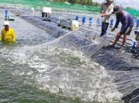 Image: Multi-benefits of microbial products in shrimp farming