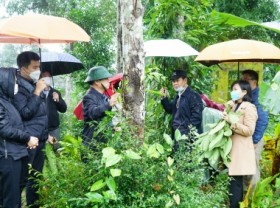 Image: Quang Tri Province recommended developing medicinal plants