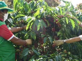 Image: The VnSAT project builds the sustainable coffee value chain
