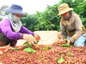 Image: The VnSAT project helps growers change farming thinking