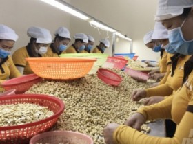 Image: Two records of the cashew industry