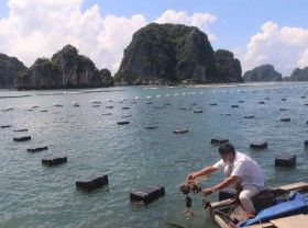 Image: Pacific oysters: a Quảng Ninh speciality