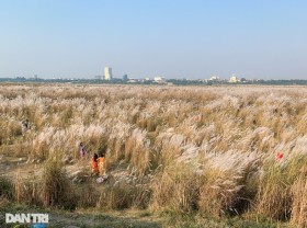 Image: See the most beautiful reed lawn in Hanoi