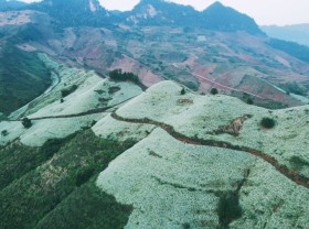 Image: The hill of white flowers blooms in Moc Chau