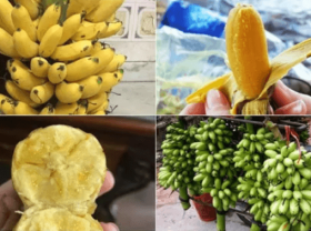 Image: Best fruit specialties of northern provinces in Viet Nam