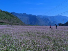 Image: Buckwheat flower season on the rocky plateau