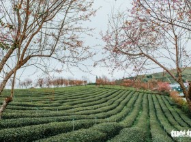 Image: ‘Cherry-like apricot’ blossoms begin to tint Da Lat pink as New Year nears