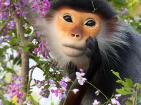 Image: Close-up of the rare “primate queen” in Son Tra peninsula