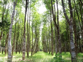 Image: Cut wood to find agarwood