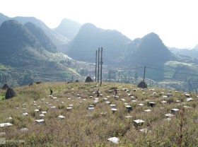 Image: Mint honey season in Ha Giang
