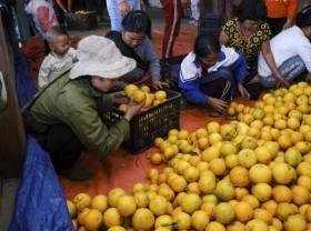 Image: Mountain oranges enter harvest season in central Vietnam