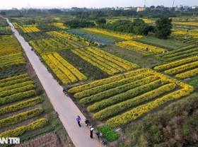 Image: The last season of chrysanthemum blooms in the field of Nghia Trai