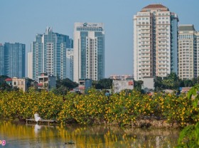 Image: Young people flock to the wild sunflower garden in Hanoi