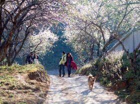 Image: Top 13 hottest tourist destinations in Vietnam during the Lunar New Year 2021
