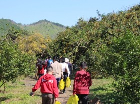 Image: Tourists flock to northern province's orange groves