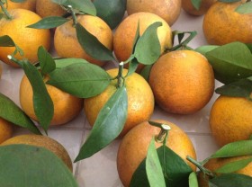 Image: Vinh oranges put Nghệ An on the map