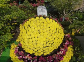 Image: Bunch of giant raspberry daisies in Sa Dec