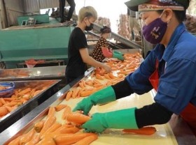 Image: Hai Duong ships abroad first 250 tonnes of carrots in 2022