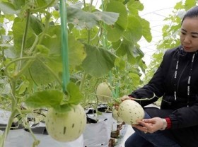 Image: Hi-tech agricultural zone to be set up in Quang Ninh