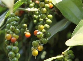 Image: Vietnam striving to regain foothold for pepper industry