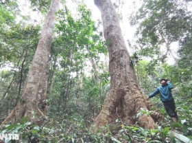 Image: Close-up of rare and precious old antler forest, protected 24/24 in Gia Lai