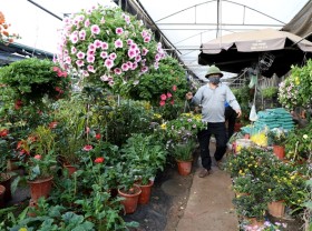 Image: Flower farmers get busy as Tết is coming to town