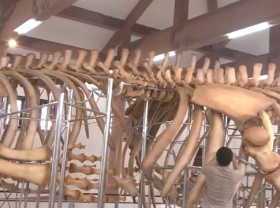 Image: Giant whale skeletons restored on Lý Sơn Island