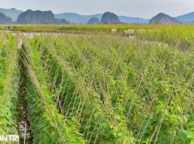 Image: Near Tet, farmers “pocket” hundreds of millions per year from cucumber fields