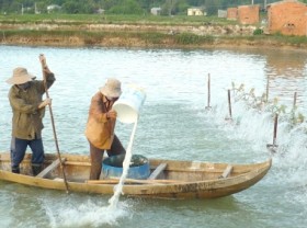 Image: Aquatic animal diseases: Prevention is better than cure