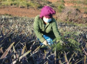 Image: Attract investment, revive hard-conditioned land in Son La