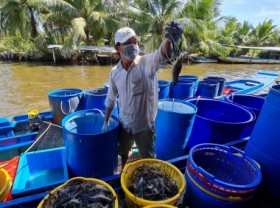 Image: Delighted with the new fiscal year's rice shrimp crop