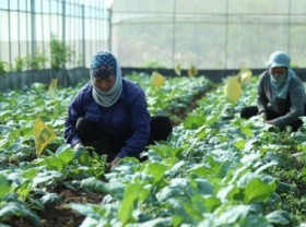 Image: Develop agriculture with new mindset: Follow the 'green trajectory'
