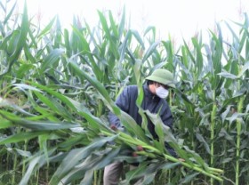 Image: High-yielding SSC586 silage corn variety has great potential