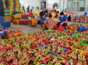 Image: Hung Thinh Phat Cooperative builds dragon fruit value