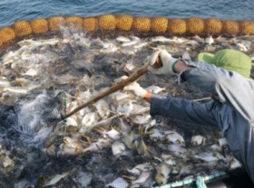 Image: It is critical to harmonize the three pillars of the fisheries industry