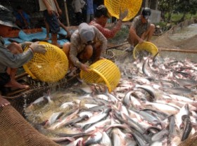 Image: Raw pangasius prices increase slightly in the Mekong Delta