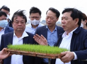 Image: Suggestions of Minister of MARD Le Minh Hoan the Red River Delta in producing rice