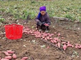 Image: Sweet potato good domestic consumption, potential for export