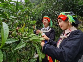 Image: The centuries-old tea forest