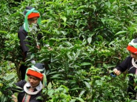 Image: The heirloom Snow Shan tea forest
